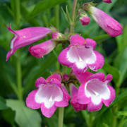 Penstemon Maurice Gibb